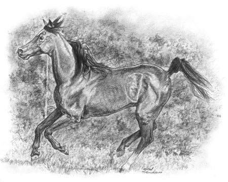 Arabian Horse drawing