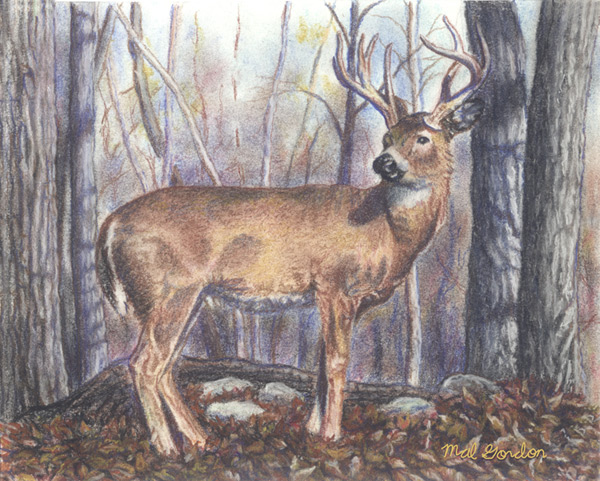 Buck Pastel Drawing