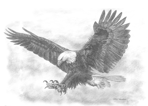 Eagle Pencil Drawing