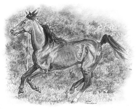 Horse art done in pencil on paper.