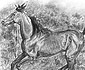 Horse Drawing