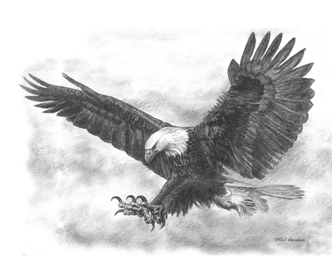 Eagle art done in pencil on paper.