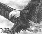 Eagle Drawing